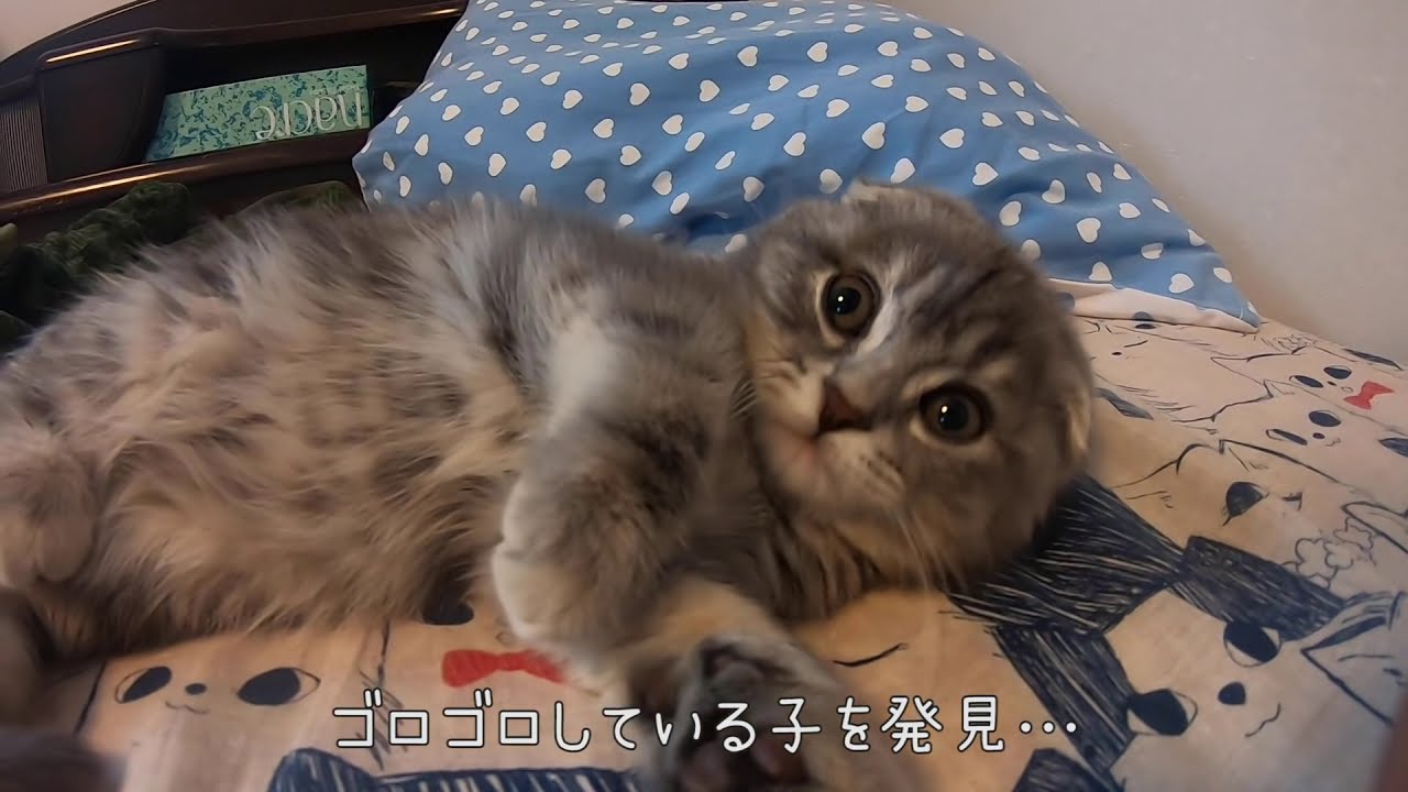 朝からゴロゴロしてる子猫がかわいい… スコティッシュフォールドのつむ