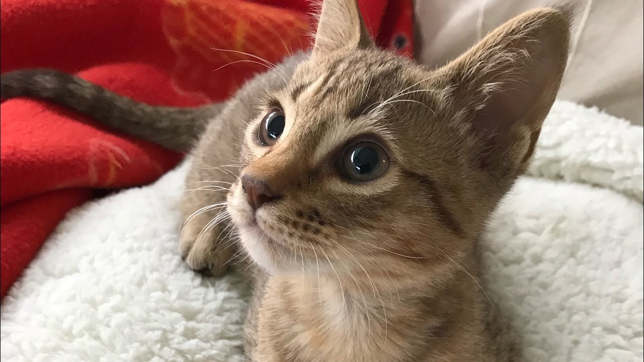 [オシキャット]子猫時代のティムと、ハンドスピナー。