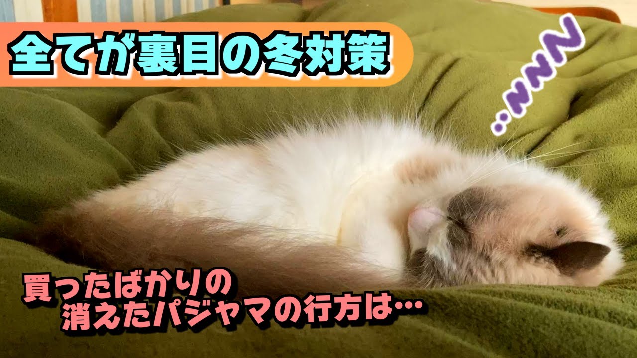 寒いので羽毛布団を出したらラグドールに占領！？amazonでパジャマを購入したら〇〇〇にｗｗｗ【猫のナレーション】