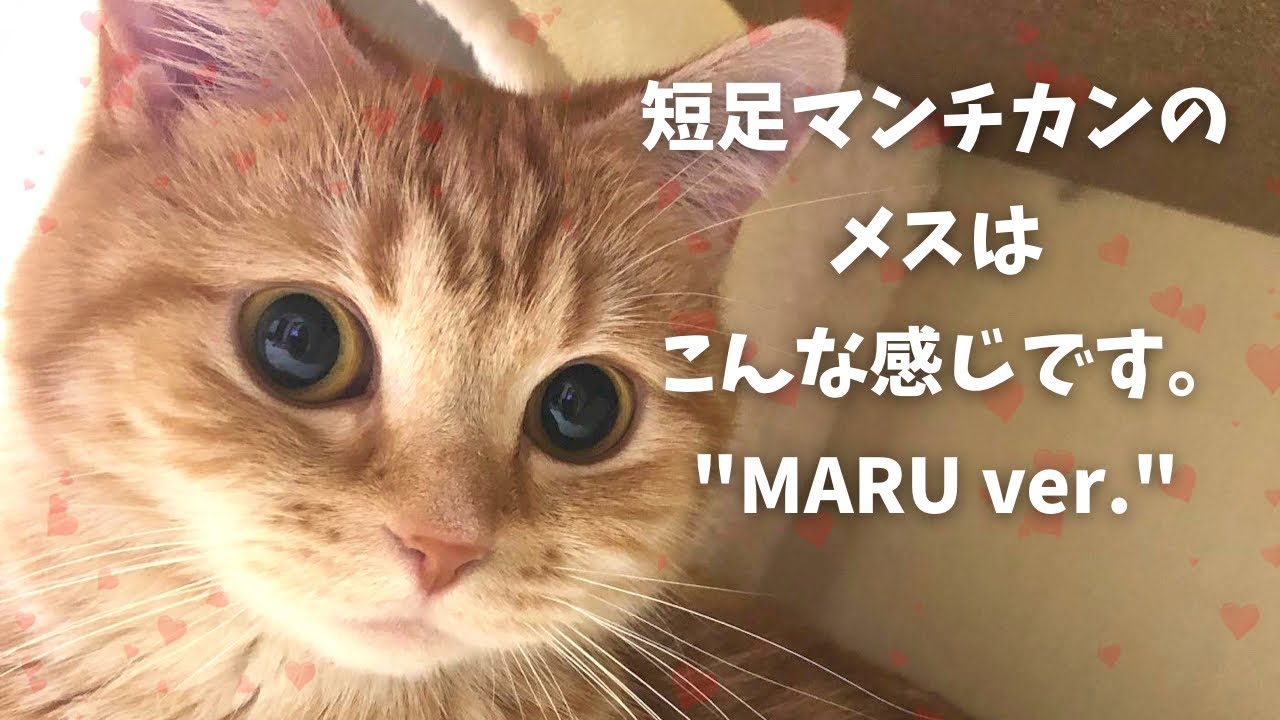 短足マンチカンのメスはこんな性格です。"MARU ver"