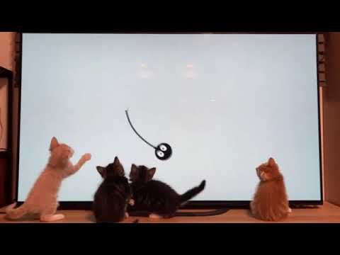 こねこのウェーブ