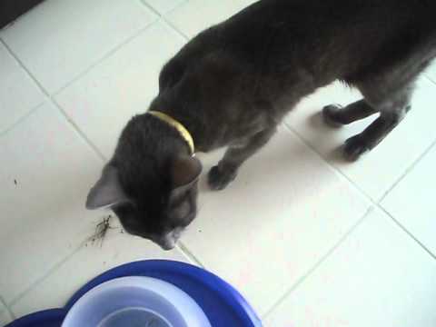 幸せおすそ分け from コラートキャットKoratCatコラットキャット(6)