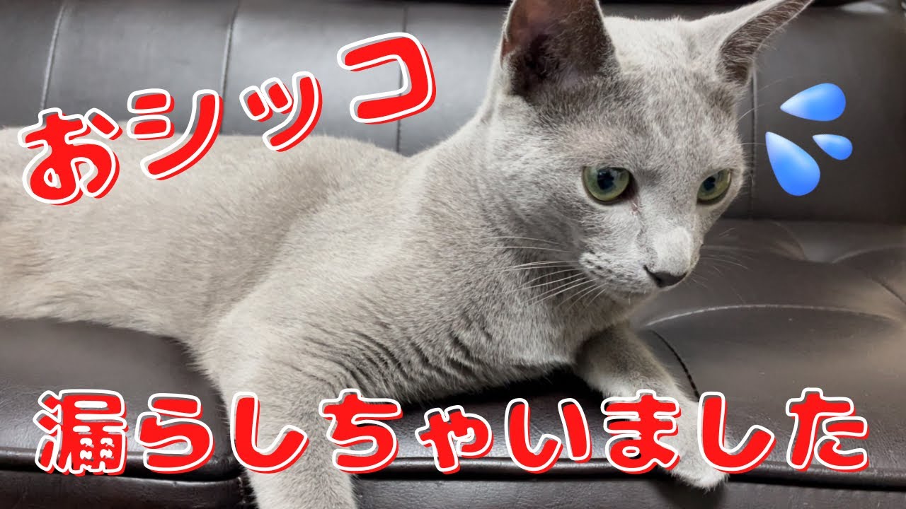 お布団に痛恨のミスショット‼粗相の原因は何だ？【ロシアンブルー】
