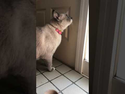 【実家猫】＃3 こんなところで何してるの…？