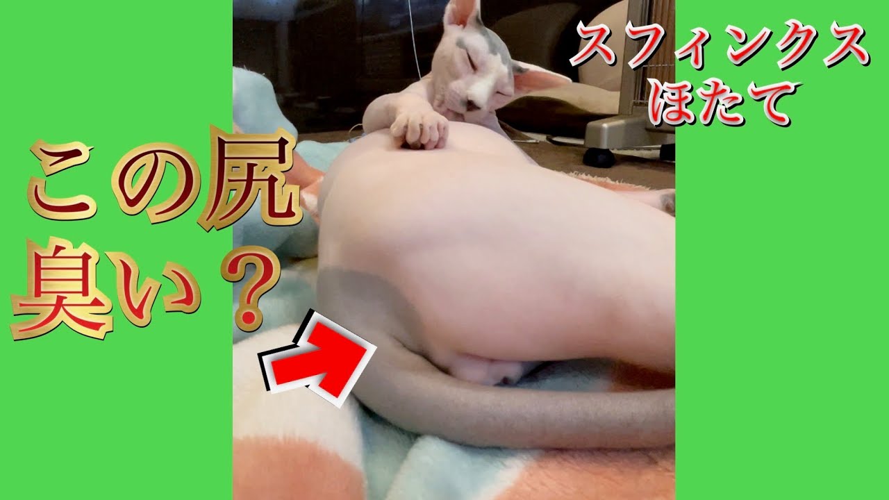 ほたて猫のお尻は臭いらしいです【スフィンクス　猫】