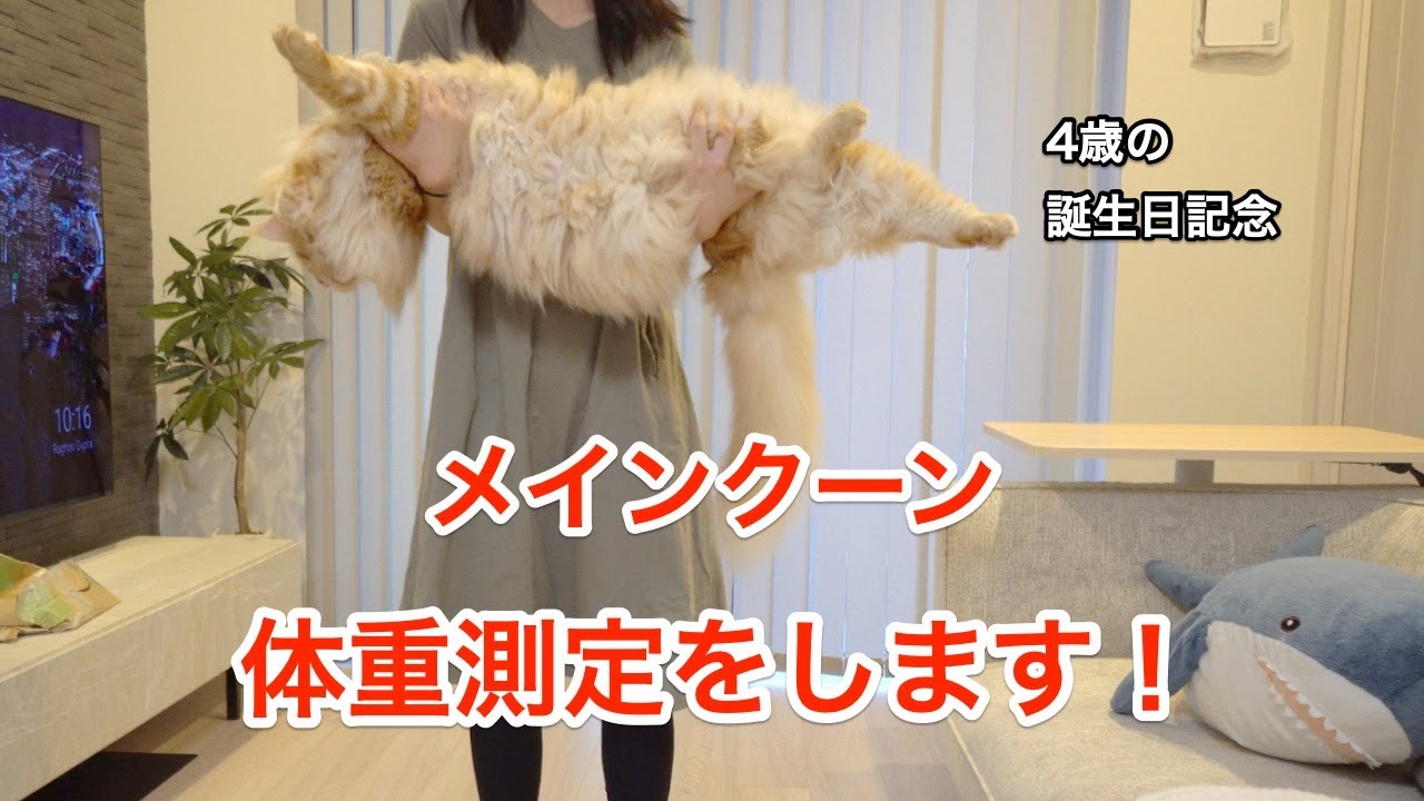 4歳誕生日記念！メインクーン兄妹の体重測定をしてみた【大きい猫 メインクーン】