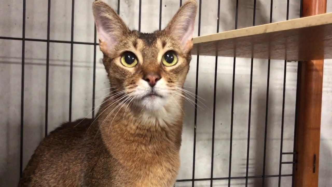 【アビシニアン】凶暴化から次の日からの記録