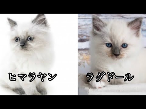 ヒマラヤンとラグドールの違いってなに？