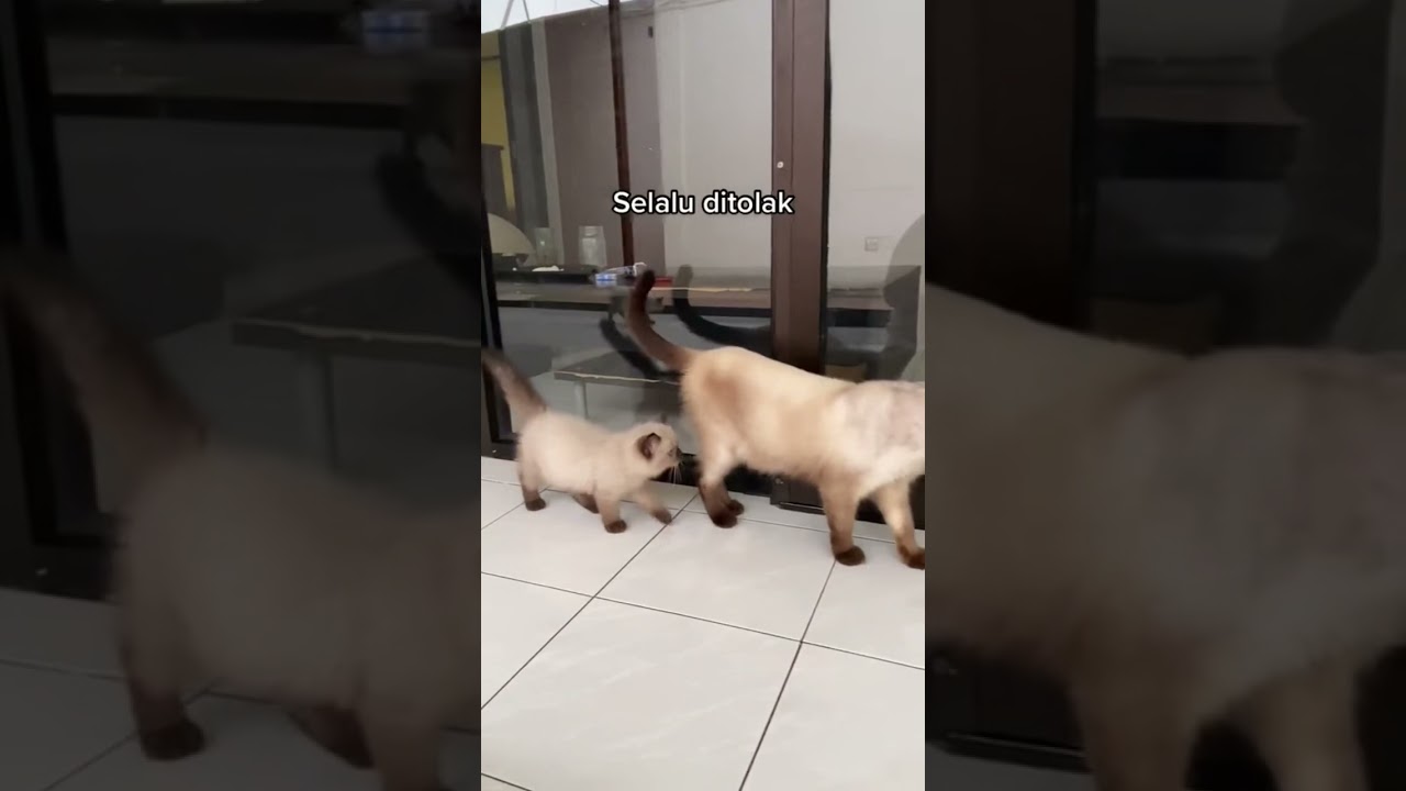 Ketika kucing himalaya bertemu kakek moyang nya 😂