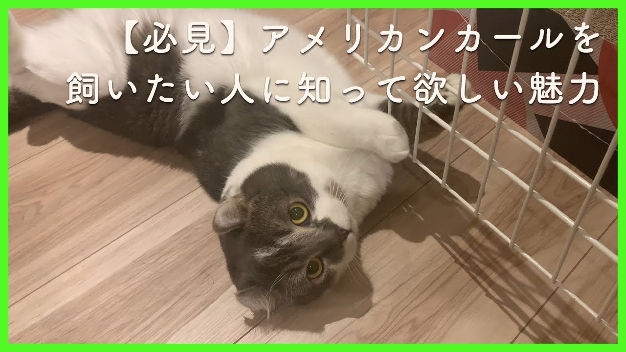 【必見】アメリカンカールを飼いたい人に知って欲しい魅力【たぴ】What you need to know about American curls.