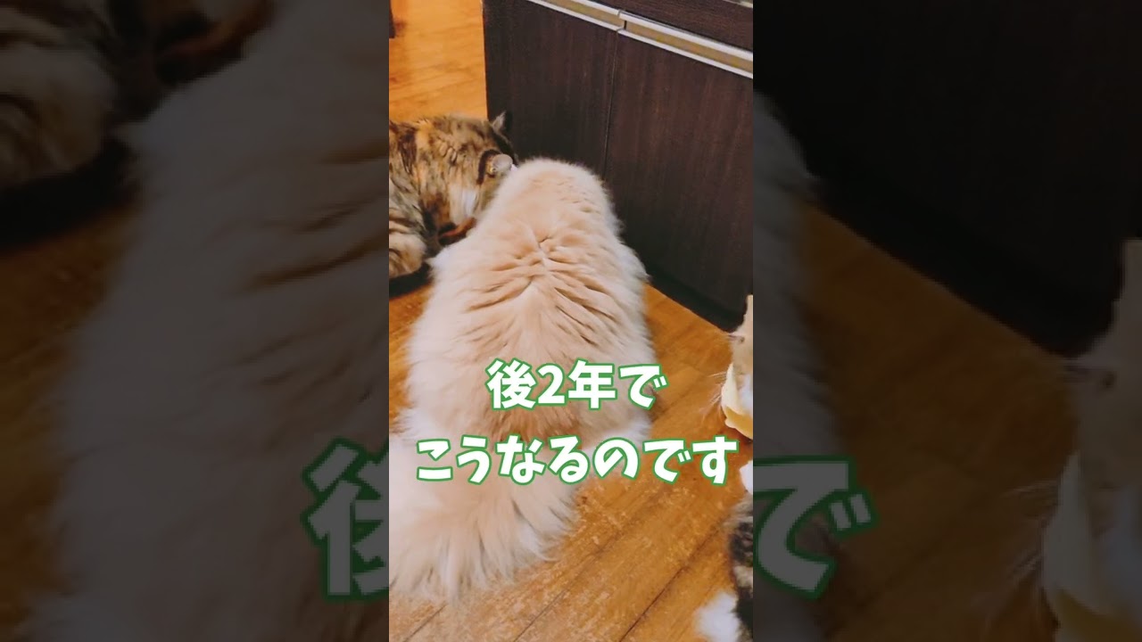 ラガマフィン1歳と3歳の違い #shorts