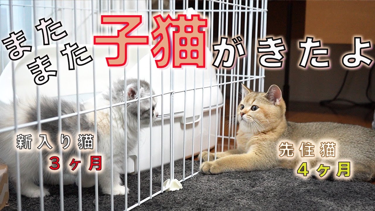 ２匹目の子猫をお迎えしました【ブリティッシュショートヘア】【スコティッシュフォールド】