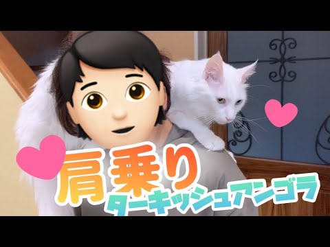【肩乗り猫】ママの肩に飛び乗るターキッシュアンゴラw