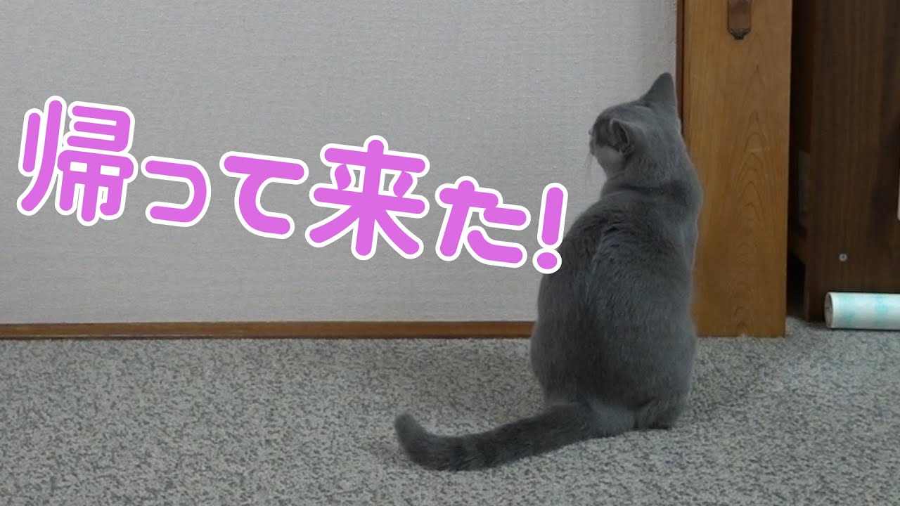 ずっと変わらず主をお出迎えするシャルトリューの猫が可愛い♪