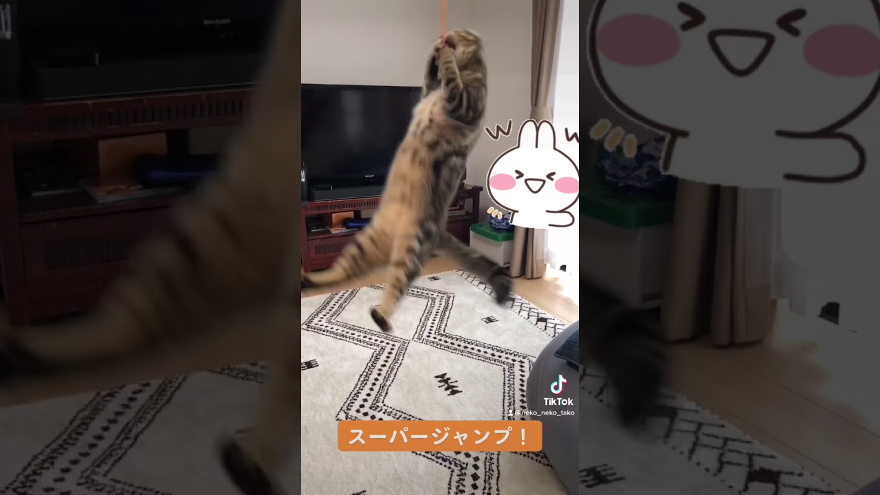 アメリカンカールのツゥ、スーパージャンプ披露！#アメリカンカール #アメリカンショートヘア #スコティッシュフォールド #ミックス #三毛猫 #猫好きさんと繋がりたい
