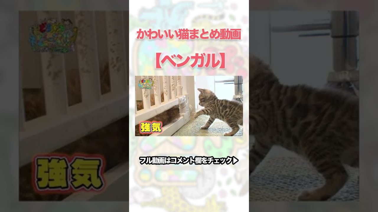 【ちょい見せ】かわいい猫まとめ動画：ベンガル🐱　#shorts