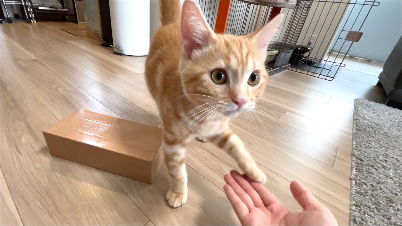 子猫がようやくお手を覚えました【アメリカンショートヘア・レッドタビー】