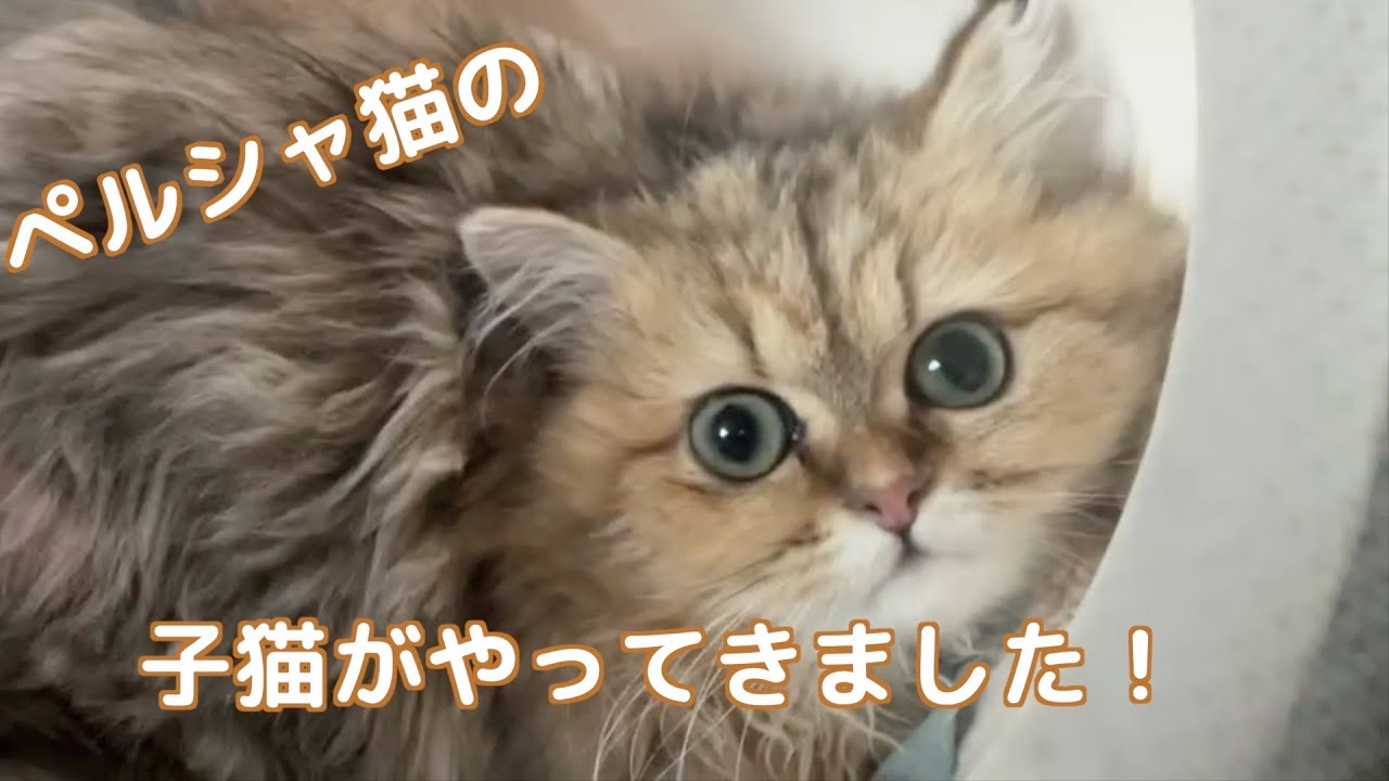 【子猫】生後５ヶ月のペルシャ猫の子猫をお迎えしました