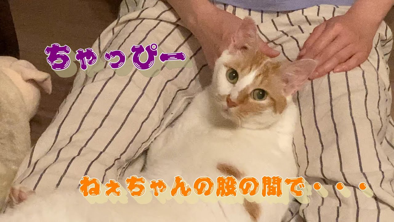 【癒し】野良猫出身ジャパニーズボブテイルのちゃっぴー☆ねぇちゃん👩の股の間でゴロゴロ♡飼い主(男👨)には一切甘えず・・・。ねぇちゃん初の動画編集！