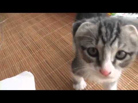 【子猫編】たれ耳ネコちゃんの鳴き声＆私生活！！