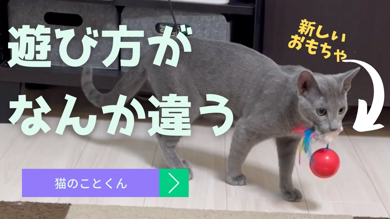 おもちゃの遊び方が独特な仔猫はこちらです【ロシアンブルーこと】