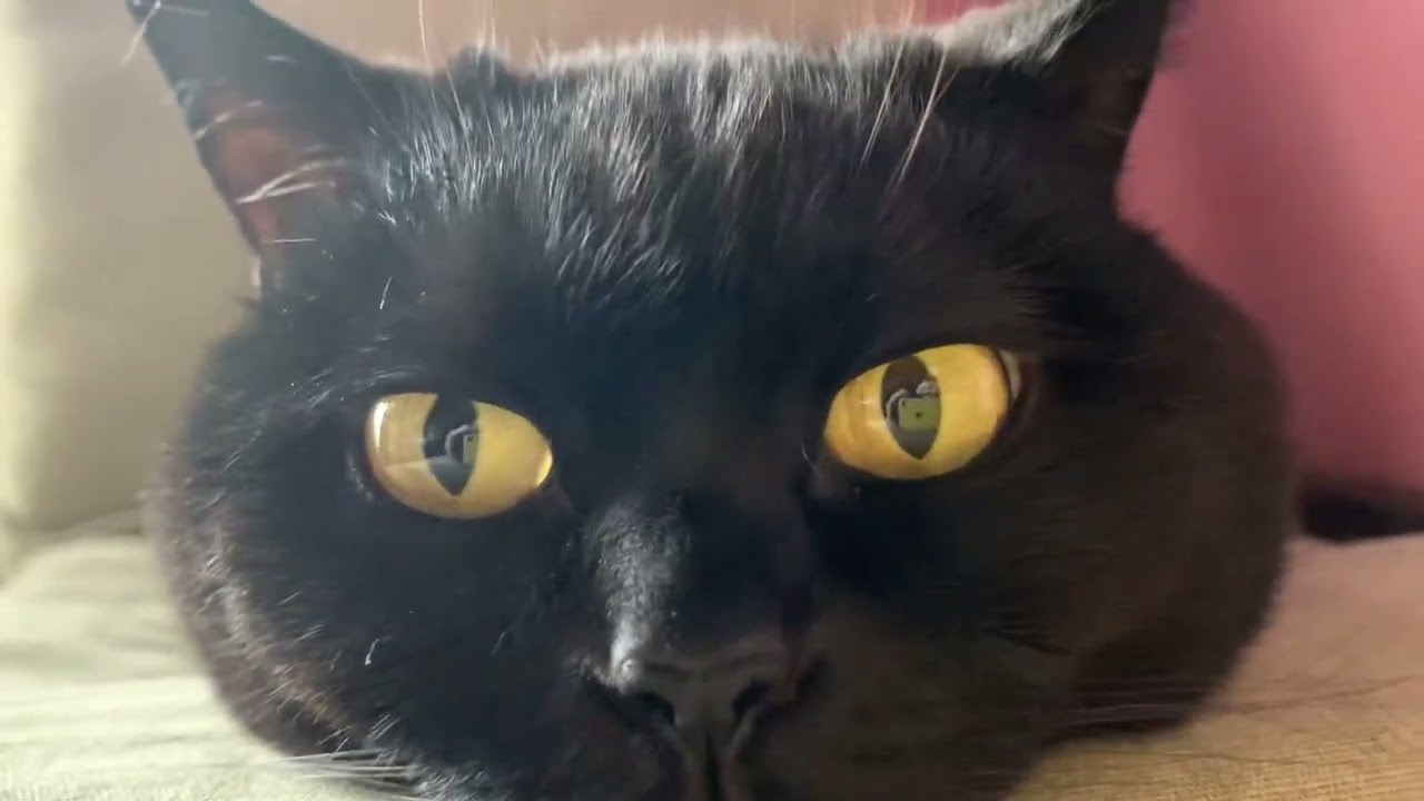 あごのせ猫がオモカワ！Black bombay cat 黒のボンベイ猫
