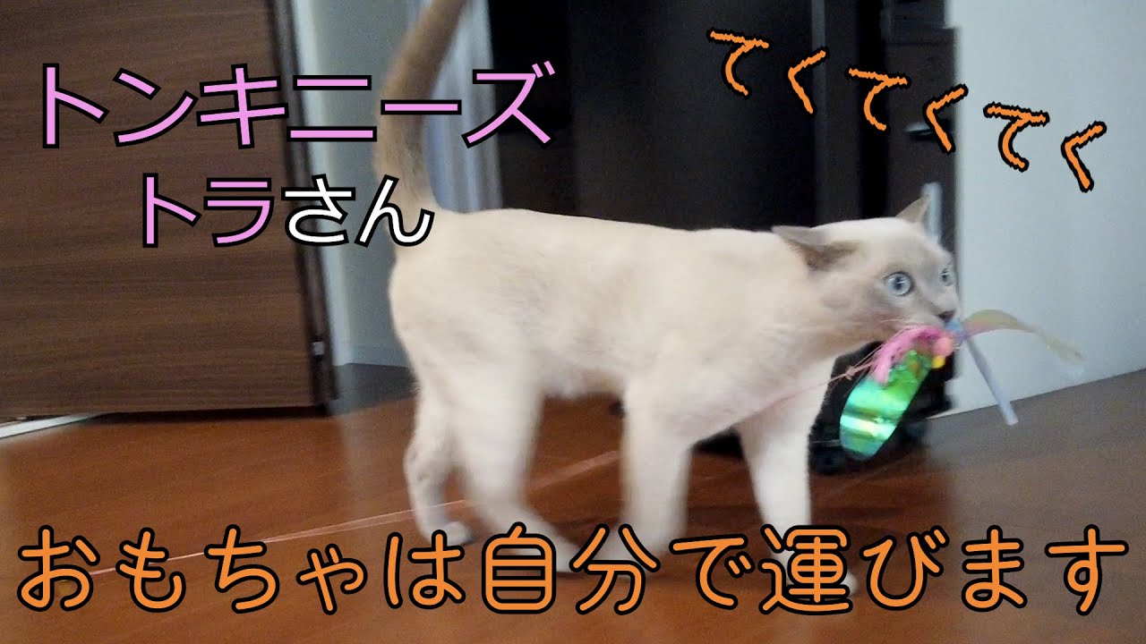 【トンキニーズ】今日は何して遊ぼうかな？（＃76）