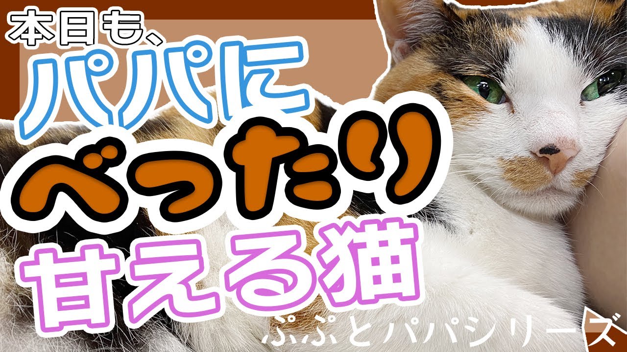 本日も、パパにべったり甘える猫/三毛猫/日本猫