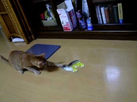 マンクスと戦うセブっち