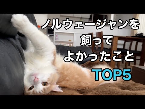 ノルウェージャンフォレストキャットを飼ってよかったことTOP5★