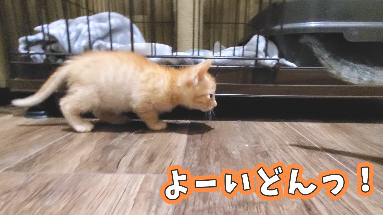 走り出したら止まらない！子猫の大運動会が始まりました♪