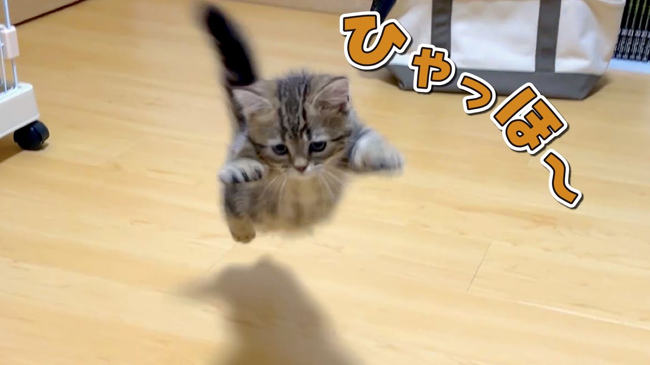 マンチカンの子猫が元気すぎて困ってます…