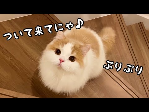 尻尾とお尻をぷりぷりさせながら飼い主を呼ぶ猫が可愛い！