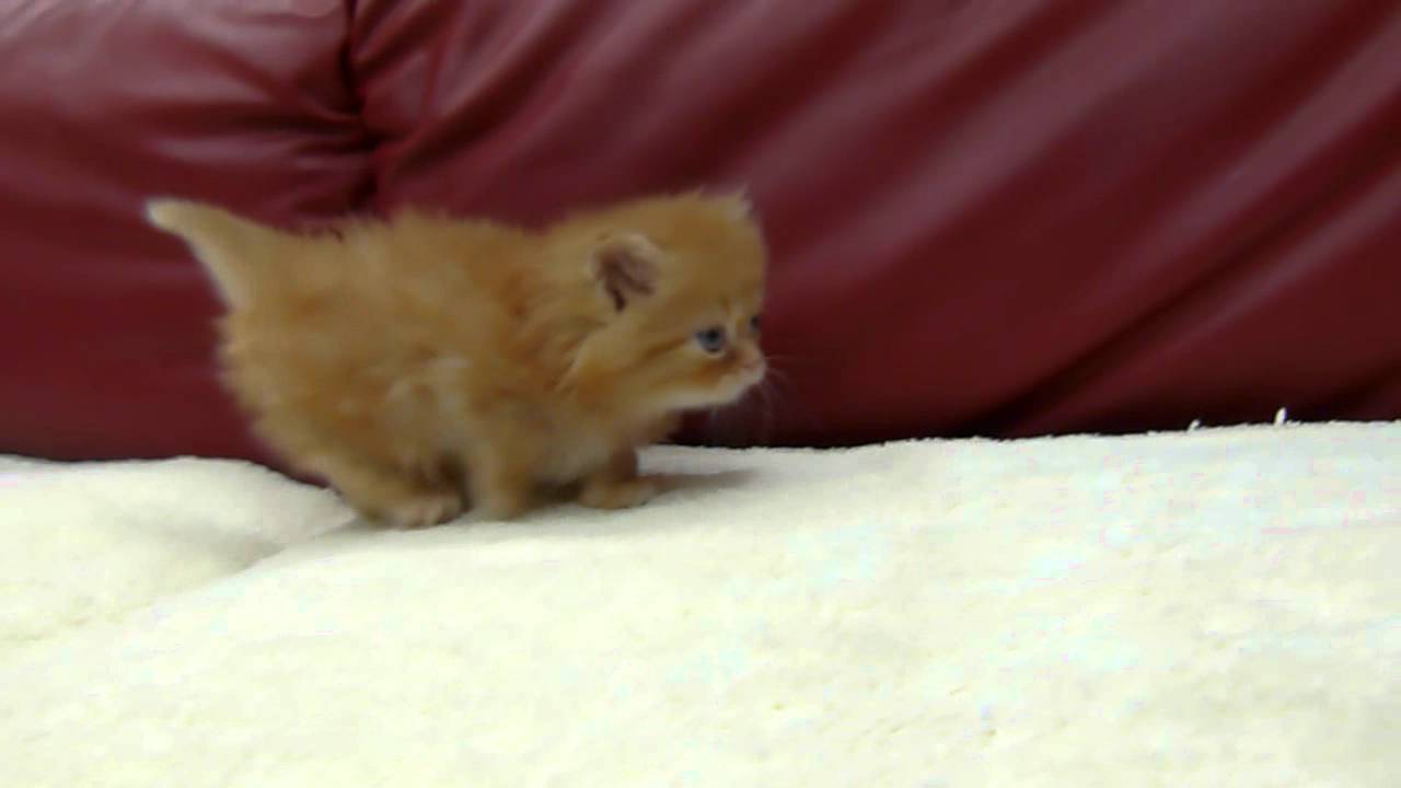 マンチカンロングヘアーの子猫ちゃん