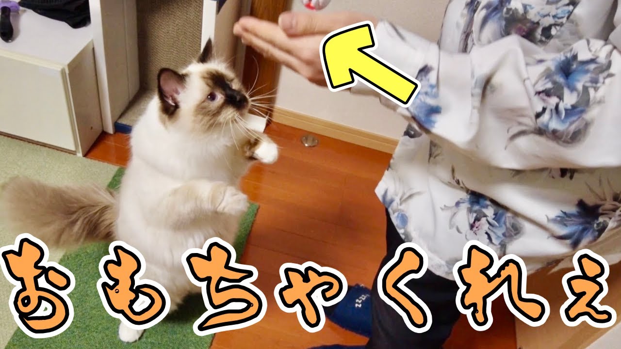 遊びたい猫の催促がすごかった笑【バーマン】