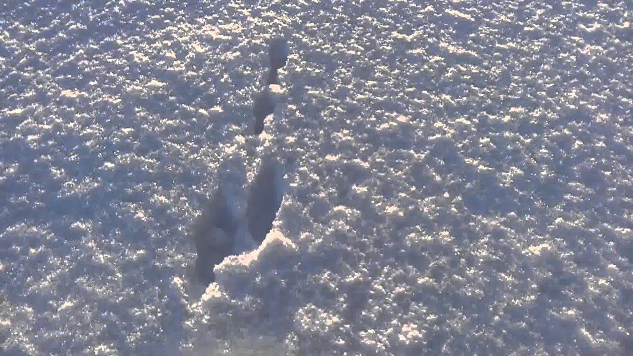 新雪のスノーシュー