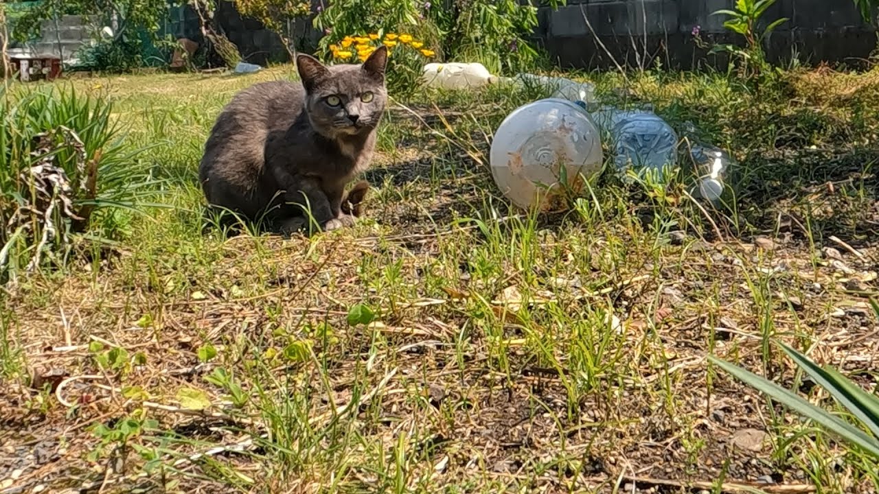コラットかシャルトリューのような銀灰色の猫
