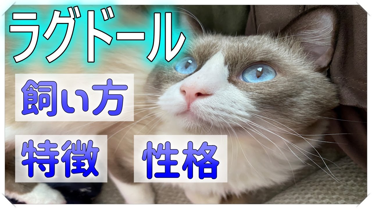 ラグドールってどんな猫？【特徴・性格・注意点】