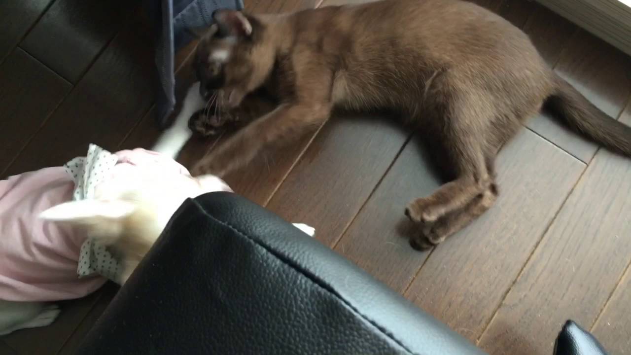 チワワの桃とバーミーズのチェリー201607