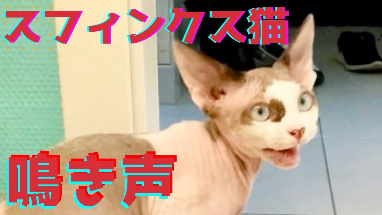 58:スフィンクス猫の鳴き声