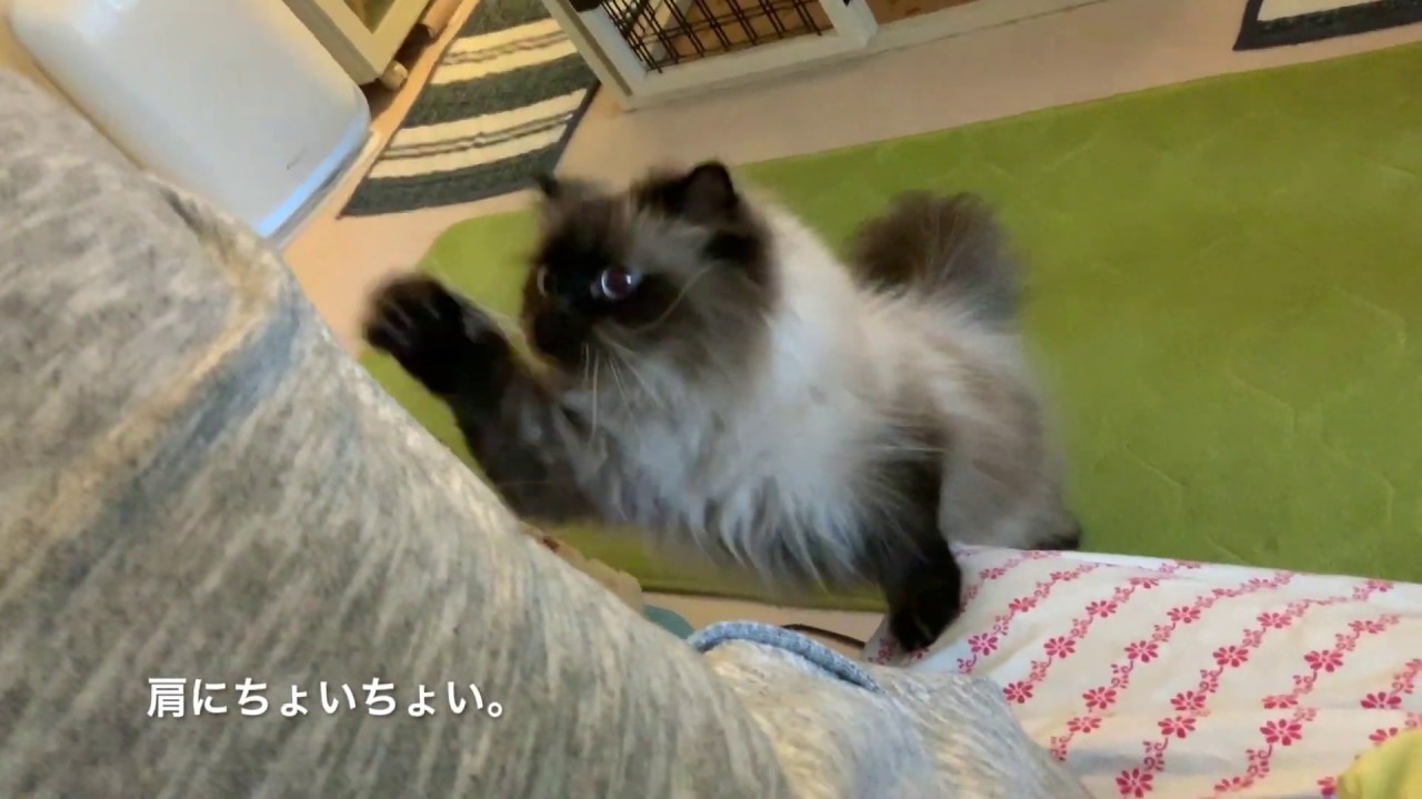 ヒマラヤンのかまってアタック