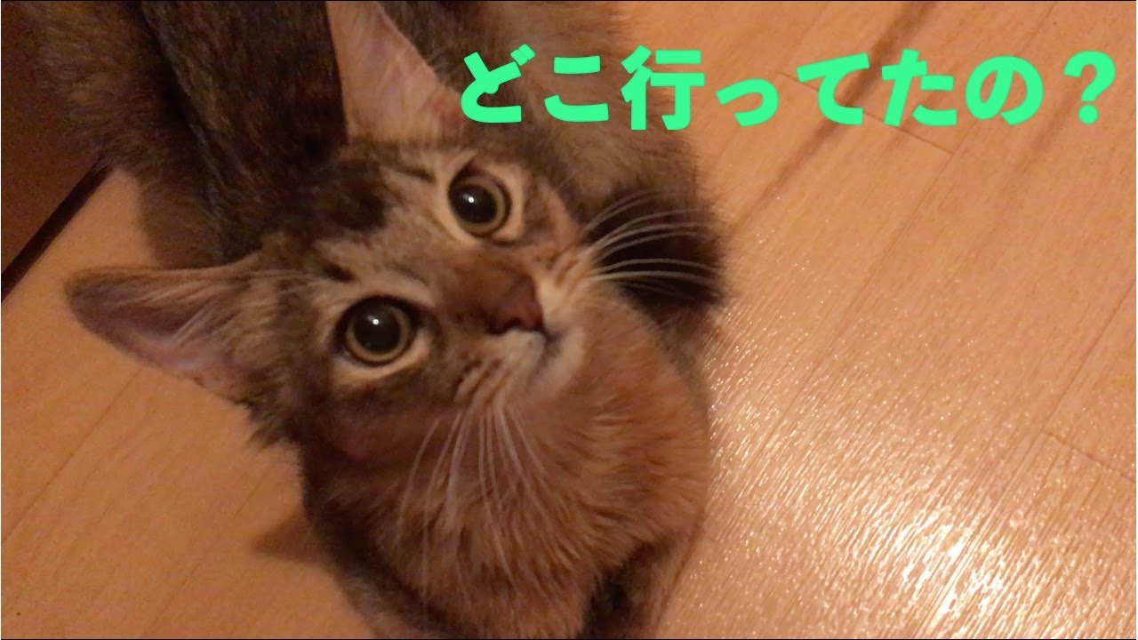 とにかく飼い主のそばに居たい子猫が可愛すぎ【ソマリ】