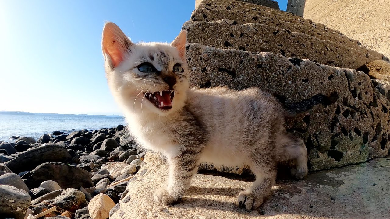 美しい海で生まれ育った天使のようなシャム子猫ちゃん
