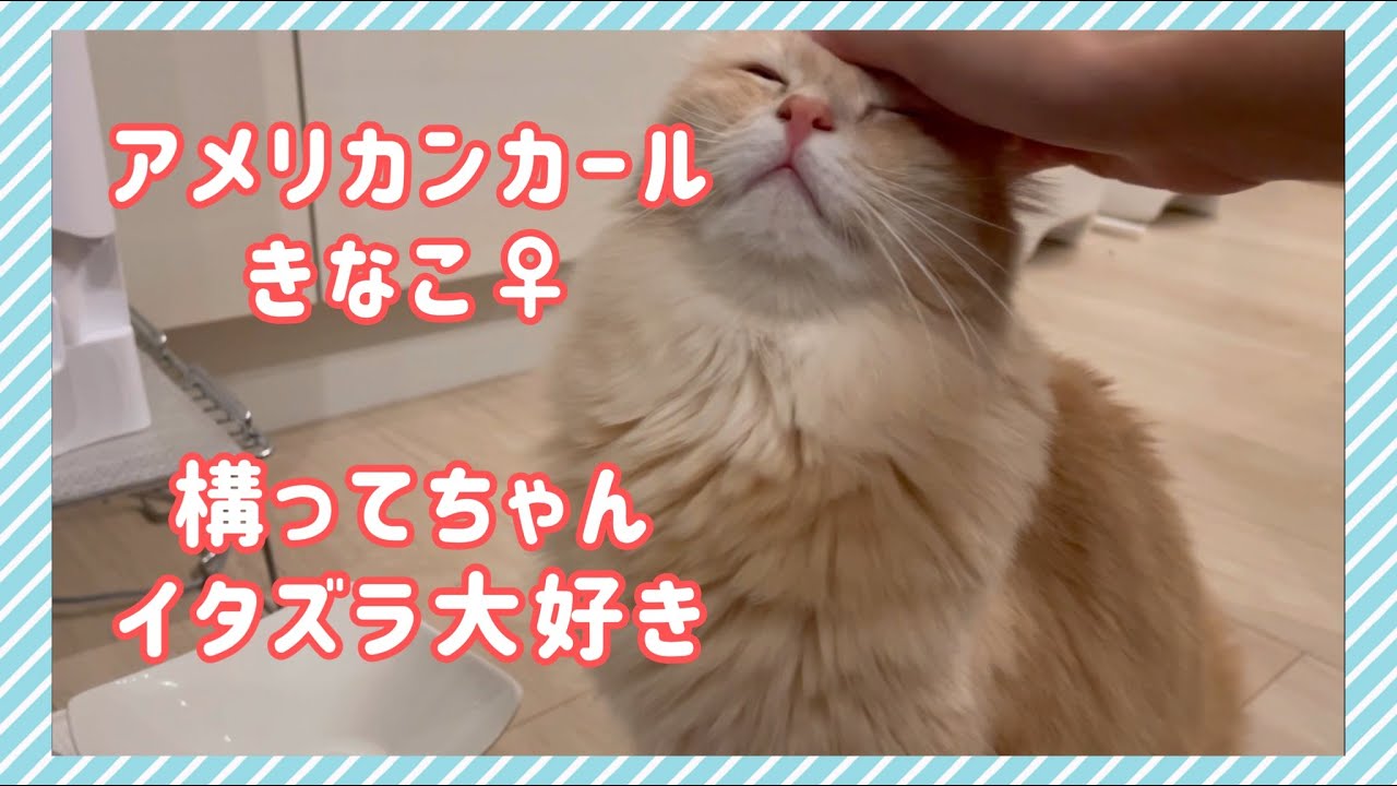 アメリカンカールの鳴き声はこんな感じ...🤣