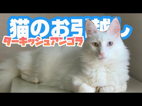 【猫のお引っ越し】ターキッシュアンゴラ　ムー編