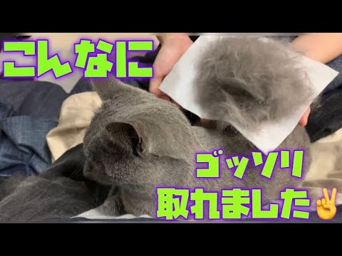 【シャルトリュー】毛刈り🐑衣替えの季節。