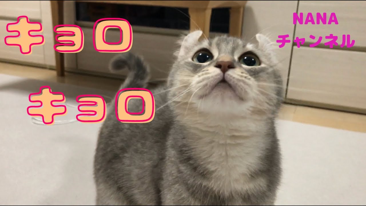 激しくキョロキョロする顔が超絶可愛い！(アメリカンカール)