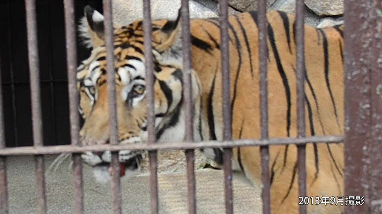 人間だと１００歳…ベンガルトラ「ヒロ」が大往生　生前の様子　岡山・池田動物園