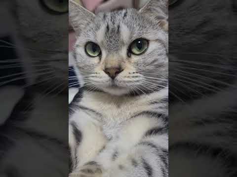 なこちゃんはパパが大好き❤️アメリカンショートヘアー【おしゃべりする猫】