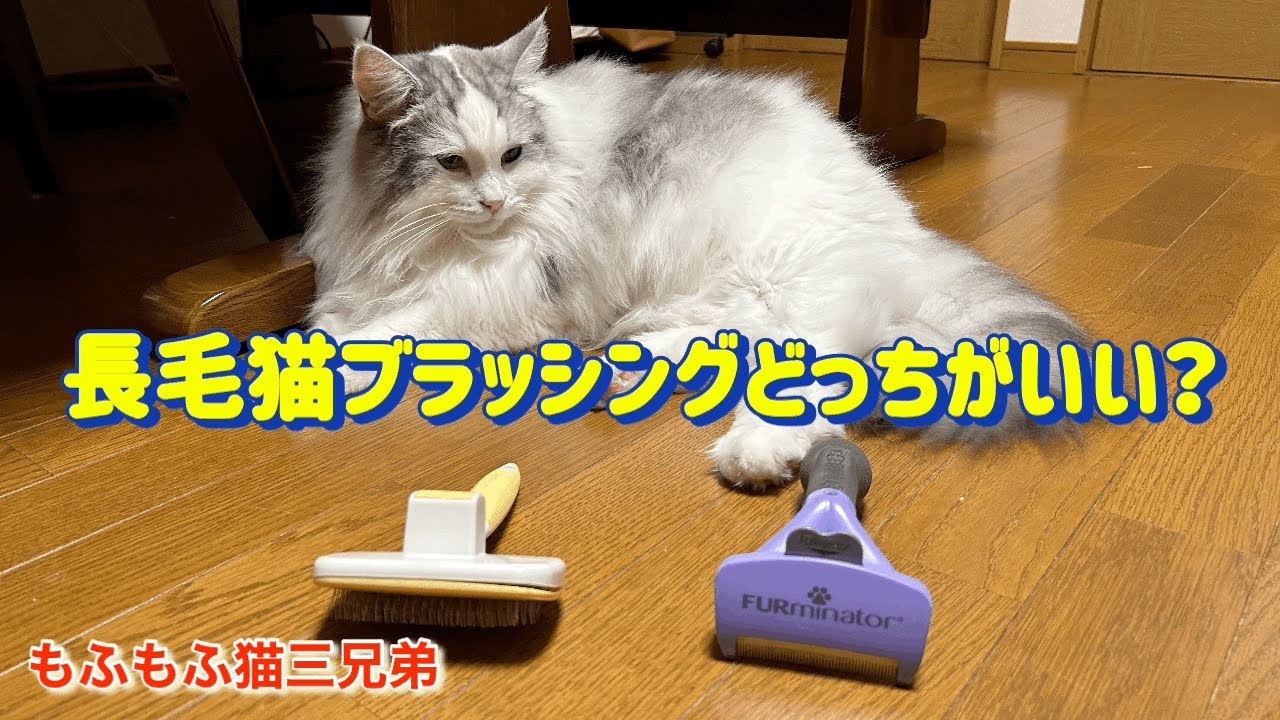 長毛猫ラガマフィン！ブラッシングどっちがいい？気持ち良さそうなブラッシングから最後はガブっとされました…